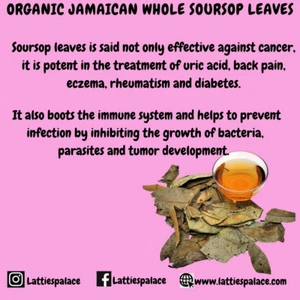 Jamaikanische ganze SOURSOP BLÄTTER | Wildcrafted, handverlesen und luftgetrocknet | Annona - Bild 1 von 9