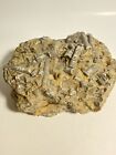 Mississippian Crinoid fossil mid/small plate Pitkin Limestone Arkansas rare find