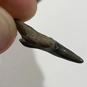 Rare Sympheseal Hemipristis Shark Tooth Fossil Venice FL 1” - Picture 1 of 4
