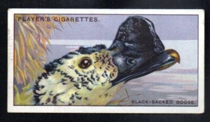 THE BLACK-BACKED GOOSE 1929 JOHN PLAYER CIGARETTES CURIOUS BEAKS #19 VG-EX - Picture 1 of 2