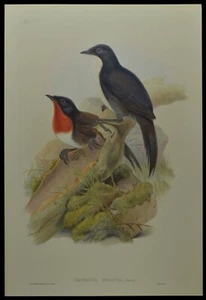 John Gould Spalding's Orthonyx Bird British Museum Official Limited Print - Picture 1 of 2