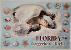 Loggerhead Turtle Seashells Florida Postcard 6X4 Chrome Unposted