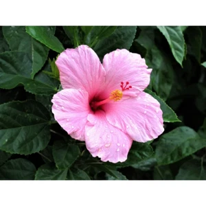20 pink Hibiscus flower seeds,perennial,deer resistant, easy to grow - Picture 1 of 1