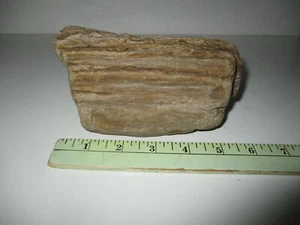 Madera petrificada (2 libras - 12 oz, 5 4/8 pulgadas x 3 pulgadas x 2 3/8 pulgadas) - Imagen 1 de 5
