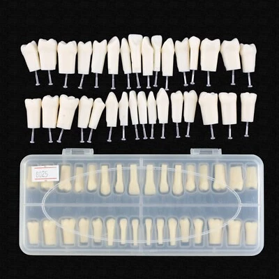 Juego de 32 tornillos de ajuste Kilgore Nissin 200 dientes de repuesto dental Typodont Foto 1 de 4