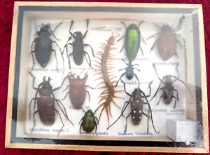 Scolopendra Morsitans / scatola con molti scolopendra - Foto 1 di 11