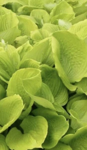 Hosta 'August Moon' -Plantain Lily- FREE DELIVERY ON 5 OR MORE OF ALL PLANTS - Picture 1 of 11