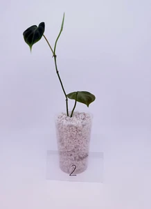 Philodendron verrucosum 'Dark Mini' - Bild 1 von 2