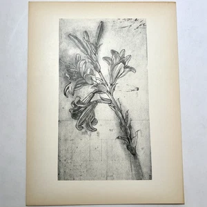 Leonardo da Vinci Stift Studie der Lilie Vintage Kollotypie Kunstdruck Meriden Tiefdruck - Bild 1 von 4