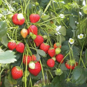 100 Semillas de Fresa (Climbing Strawberry) - Imagen 1 de 1