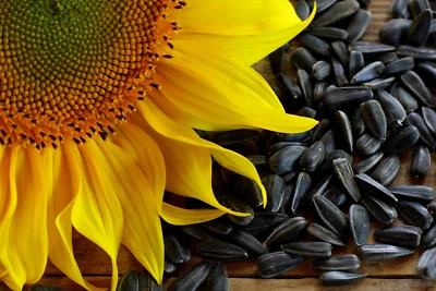 SEEDVILLE USA 100 BLACK OIL SUNFLOWER Helianthus Annuus Yellow Hummingbird Bird Flower Seeds