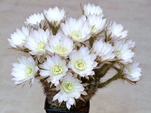 Echinopsis ancistrophora cactus plant flowering succulent cacti seed 100 seeds - Picture 1 of 1