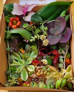 SUCCULENTS Cuttings Echeveria Pachy Senecio Tradescantia Sedum Collectors Box - Picture 1 of 8