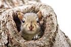 Baby Squirrel Looking Out From Knothole Photo Art Print Poster 24x36 inch