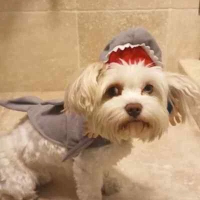 Dog Shark hat vest costume Halloween, cosplay, festivals, party, size XSmall - Image 1 of 4