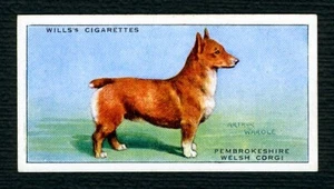 CORGI WELSH PEMBROKESHIRE W D & H O WILLS 1937 DOG SERIES OLD CIGARETTE CARD #11 - Zdjęcie 1 z 2