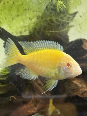 RARE Albino Blue Neon Peacock Cichlid 4–5” MATURE Male • Show Quality - Vibrant - Image 1 of 3