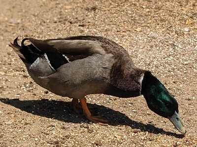 3 - Fresh And Fertilized Domestic Barnyard Mix Duck Hatching Eggs!!