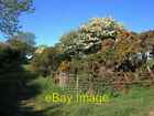Photo 6X4 Track And Flowering Bushes Near Carrog Farm Llanddeiniol This I C2006