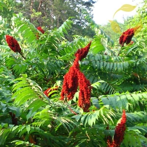 SMOOTH SUMAC Rhus Glabra - 20+ SEEDS - Picture 1 of 4