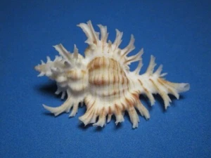 Chicoreus cnissodus Euthyme, 1889 "BEAUTIFUL!"  (54.9mm) - Picture 1 of 7