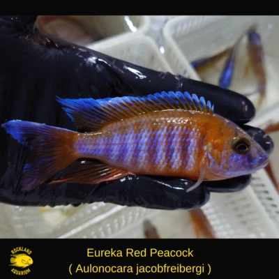 Eureka Red Peacock MALE 3.5-4.5" Aulonocara jacobfreibergi  Live Fish (A GRADE) - Image 1 of 2