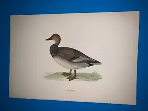 morris vögel antiker Druck 1870 - Gadwall - Wohndeko RAR guter Zustand - Bild 1 von 1