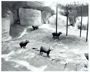 1961 Original Photo on display at Detroit Zoo mammal exhibit Brazilian Bush Dogs - Picture 1 of 2