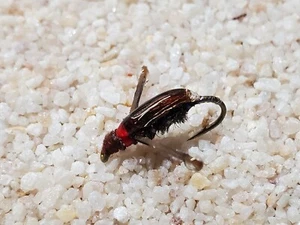 Water Boatman Fishing Flies - Picture 1 of 8