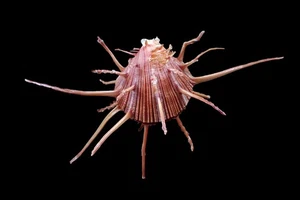 Seashells  - Spondylus nux - Picture 1 of 5