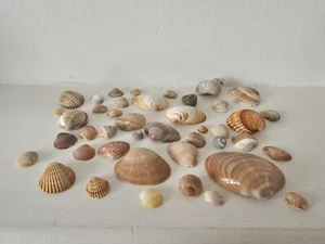118g, Mixed Shells Natural Seashells Beach Shell Wedding Display Craft Aquarium - Picture 1 of 7