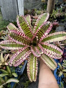 Neoregelia ‘Gunsmoke ’ Bromeliad - Picture 1 of 7