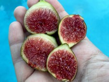 2 Smith Fig Tree Cuttings- Louisiana Heirloom