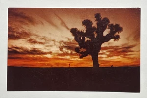 A Whisper in the Evening is the Desert Wind Postcard Joshua Tree Arizona - Picture 1 of 3