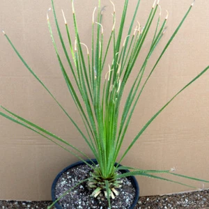 A904 DASYLIRION SERRATIFOLIUM olla 25 cm H 6 cm W 5 cm MaMa Cactus - Imagen 1 de 4