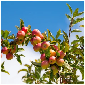 Dwarf Patio Laxton's Superb Apple Tree in 5L Pot, Miniature Tree, Ready to Fruit - Picture 1 of 3