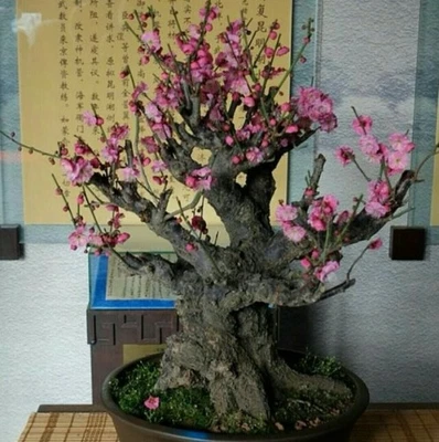 Big Trunk Japanese Plum bossom Bonsai Tree Taige 台阁梅Bonsai  Tree 8-12Years - Image 1 of 4