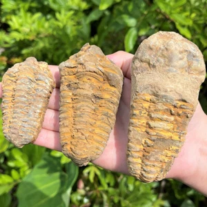 Trilobite Fossil Diacalymene Devonian Morocco 50-90mm - Picture 1 of 26
