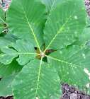 Quercus pontica 8-30cm -  -