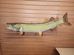 JBH21 Muskie 41" Fish Taxidermy - Picture 1 of 8