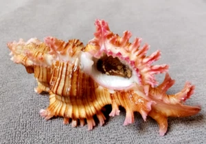 Chicoreus saulii 61.5 mm GEM 'nice PINK curly spines w/ opercolum  " WOW!!! - Bild 1 von 8