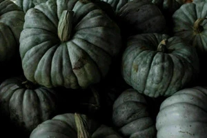 15 semi di zucca blu queensland + omaggio - Foto 1 di 1
