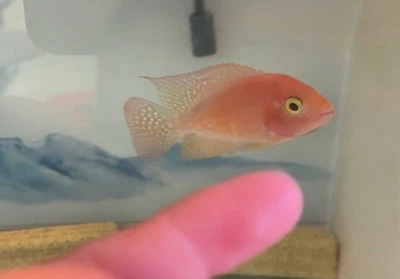 Premium Flowerhorn 1 Fry Super Red Monkey 1.5 inches-Completely Peeled Scales A+ - Image 1 of 3