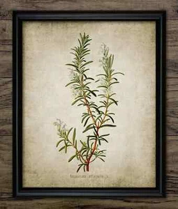 Impresión de hierbas de romero, arte de pared botánico vintage, decoración de cocina rústica - Imagen 1 de 1