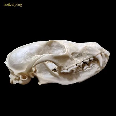Natural Fox Skull Specimen Skeleton Feng Shui Ornament Animal Teeth Collection - Image 1 of 4
