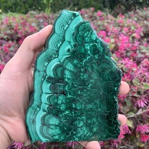 582g 15x11x1cm Losa de Malaquita Verde del Congo - Imagen 1 de 3