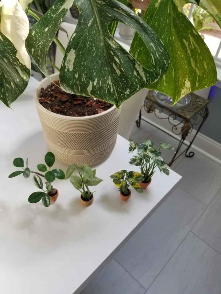 Miniature Dollhouse Plant / Plants (Set of 4) - Image 1 of 4