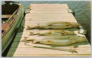 Fishing Fishes Vintage Postcard - Picture 1 of 2