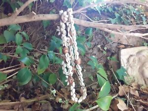 authentique collier de coquillage du Pacifique Océanie Tahiti Tuamotu