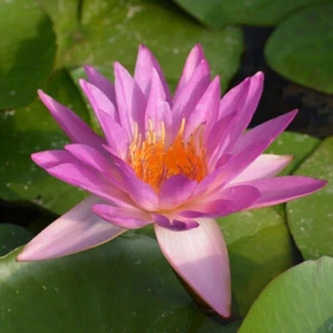 15 'Siam Marble' NYMPHAEA SEEDS - Picture 1 of 1